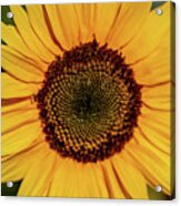 Sunflower Closeup Acrylic Print