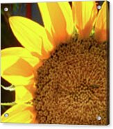 Sunflower Acrylic Print