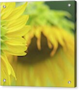 Sunflower Pair Acrylic Print