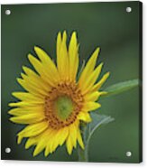 Sunflower Peaking And Visitor Acrylic Print