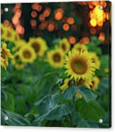 Sunflowers At Sunset Acrylic Print