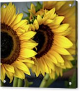 Sunflowers Acrylic Print