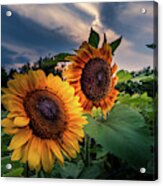 Sunflowers In Evening Acrylic Print