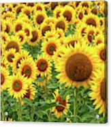 Sunflowers Of Summerside Three Acrylic Print