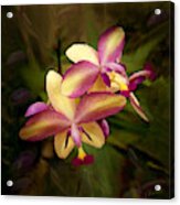 Sunrise Orchids Acrylic Print