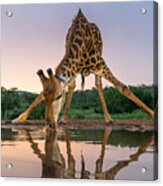 Sunset Giraffe Drinking Acrylic Print