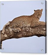 Sunset Leopard Acrylic Print