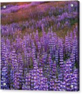Sunset Lupine In Redwood Natl Park Acrylic Print