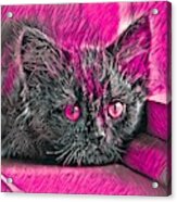 Super Cool Black Cat Pink Eyes Acrylic Print