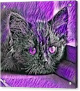 Super Cool Black Cat Purple Eyes Acrylic Print