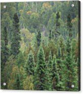 Superior National Forest Iv Acrylic Print