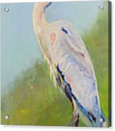 Surveyor - Great Blue Heron Acrylic Print