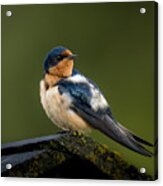 Swallow - 5/31/2023 Grand Teton Acrylic Print