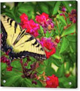 Swallowtail Among Flowers Acrylic Print