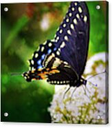 Swallowtail Butterfly Acrylic Print