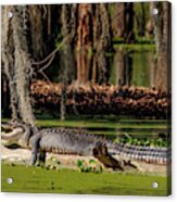 Swamp Gator Acrylic Print