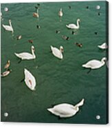 Swans And Ducks Acrylic Print