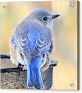 Sweet Bluebird Visits Acrylic Print