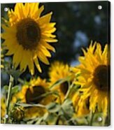 Sweet Sunflowers Acrylic Print