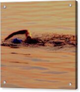 Swimmer 1 Chicago Triathlon Swimmer At Sunrise Lake Michigan Acrylic Print