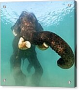 Swimming Elephant Acrylic Print