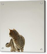 Tabby Cat Looking Behind Acrylic Print