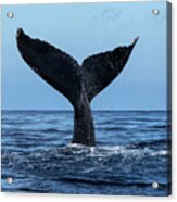 Tail Of A Humpback Whale Megaptera Acrylic Print