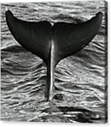 Tail Of Diving Dolphin Above Water Acrylic Print