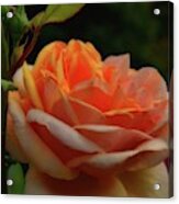 Tea Rose Peach Dream Acrylic Print