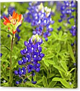 Texas Bluebonnets In Spring Meadow Acrylic Print