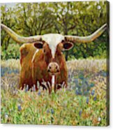 Texas Longhorn Acrylic Print