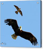 The Bald Eagle And The Merlin Acrylic Print