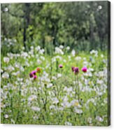 The Flower Field Acrylic Print