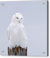 The Ghost - Snowy Owl Acrylic Print