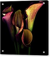The Golden Curves And Chalices Of Callas Acrylic Print