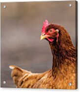 The Hint Of The Chicken Acrylic Print