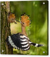 The Hoopoe Is Feeding Its Chick. Still Is Flying And Putting Some Insect In Its Beak. Typical Forest Acrylic Print