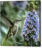 The Hummingbird And The Echium Acrylic Print