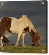 The Icelandic Horse Acrylic Print