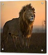 The King In The Morning Light Acrylic Print
