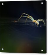 The Little Spider Acrylic Print