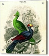 The Naturalists Library, Ornithology Acrylic Print