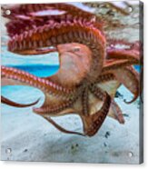 The Octopus Underside Acrylic Print