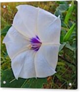 The Perfect Flower - Sacred Datura Acrylic Print