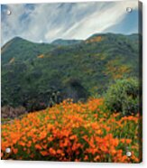 The Poppies Of Walker Canyon Acrylic Print