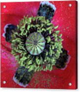 The Poppy And Pollen Acrylic Print