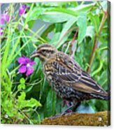 The Red-winged Blackbird Is A Passerine Acrylic Print