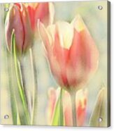 The Scent Of Tulips Acrylic Print