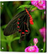 The Semperi Swallowtail Butterfly Acrylic Print