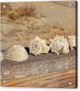 The Shell Collection Acrylic Print